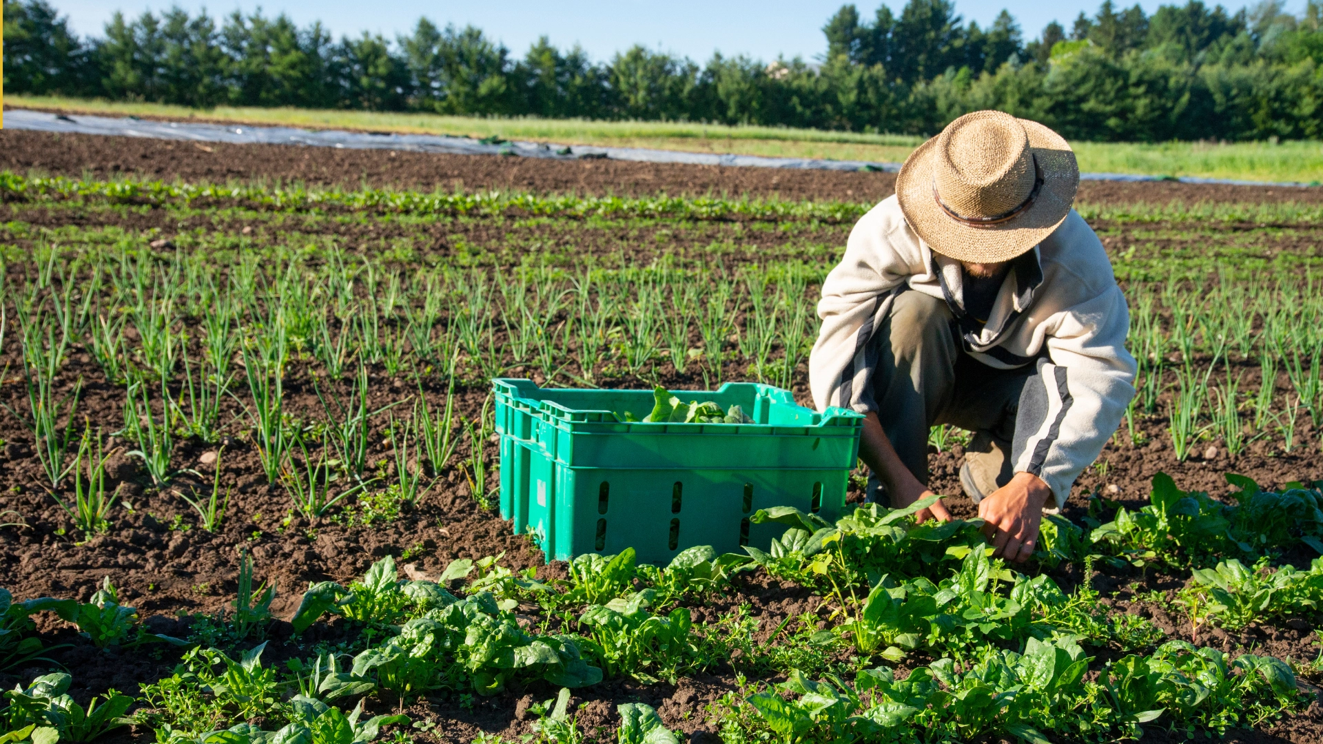 Canada Farm Worker Visa Program 2025/2026 - Apply Now